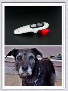 Wholesale Pain free light laser therapy laser therapy for dogs low level laser or pet physcial therapy from china suppliers